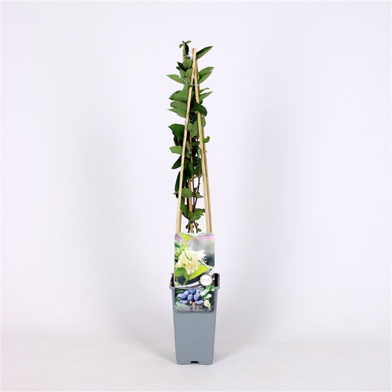 Lonicera caerulea 'Wojtek' - C2 70/+ CM